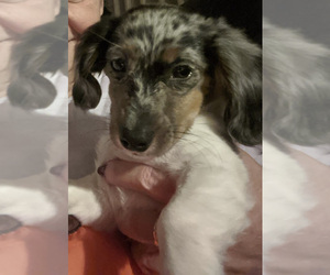 Dachshund Puppy for sale in BOISE, ID, USA