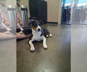 Mutt Dogs for adoption in Rockwall, TX, USA