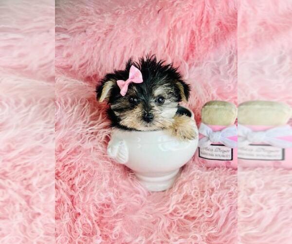 Medium Photo #3 Morkie Puppy For Sale in THONOTOSASSA, FL, USA