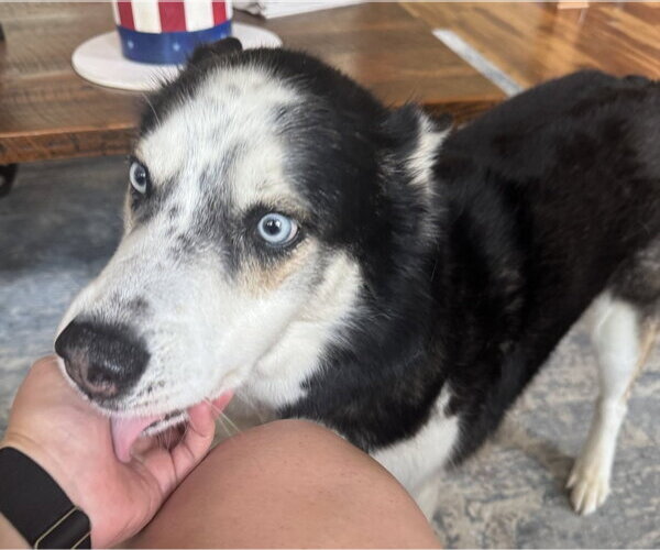 Medium Photo #5 Siberian Husky-Unknown Mix Puppy For Sale in Rockaway, NJ, USA