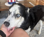 Small #4 Siberian Husky Mix