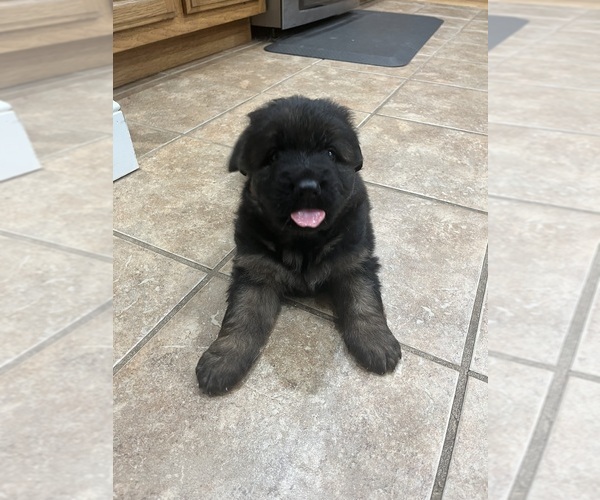 Medium Photo #3 German Shepherd Dog Puppy For Sale in HANSON, KY, USA