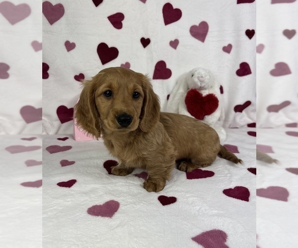 Medium Photo #4 Dachshund Puppy For Sale in FRANKLIN, IN, USA