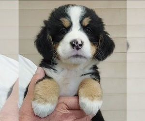 Bernese Mountain Dog Puppy for sale in MILLERTON, PA, USA