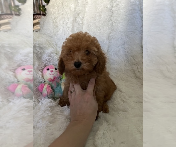 Medium Photo #3 Poodle (Miniature) Puppy For Sale in LOWELL, MA, USA
