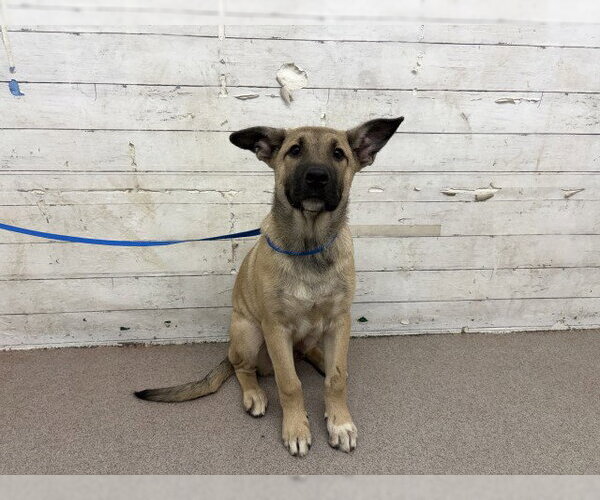 Medium Photo #1 German Shepherd Dog Puppy For Sale in San Bernardino, CA, USA