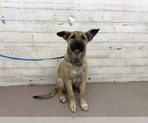 German Shepherd Dog Dogs for adoption in San Bernardino, CA, USA