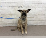 Small German Shepherd Dog