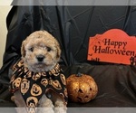 Puppy Kristoff Goldendoodle (Miniature)