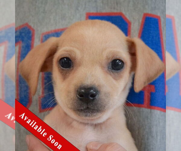Medium Photo #1 Chiweenie Puppy For Sale in Huntley, IL, USA