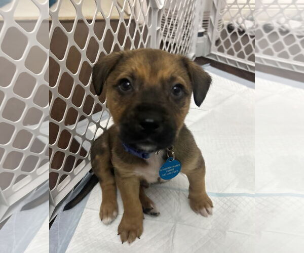 Medium Photo #1 Labrador Retriever-Unknown Mix Puppy For Sale in Royal Palm Beach, FL, USA