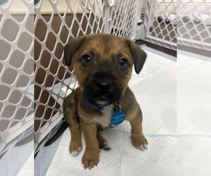 Labrador Retriever-Unknown Mix Dogs for adoption in Royal Palm Beach, FL, USA