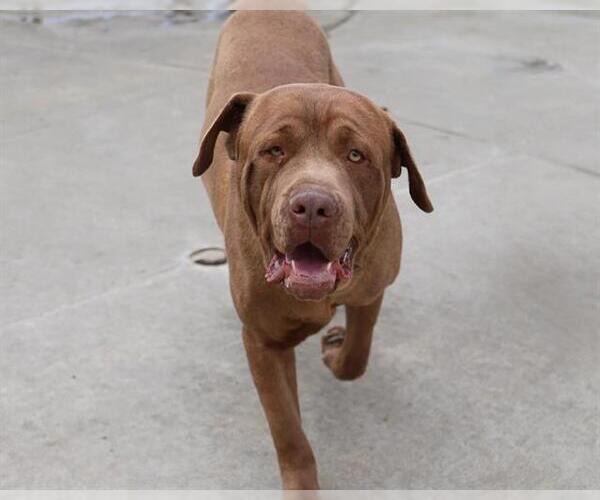 Medium Photo #1 Mastiff-Unknown Mix Puppy For Sale in Martinez, CA, USA