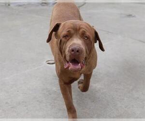 Mastiff-Unknown Mix Dogs for adoption in Martinez, CA, USA