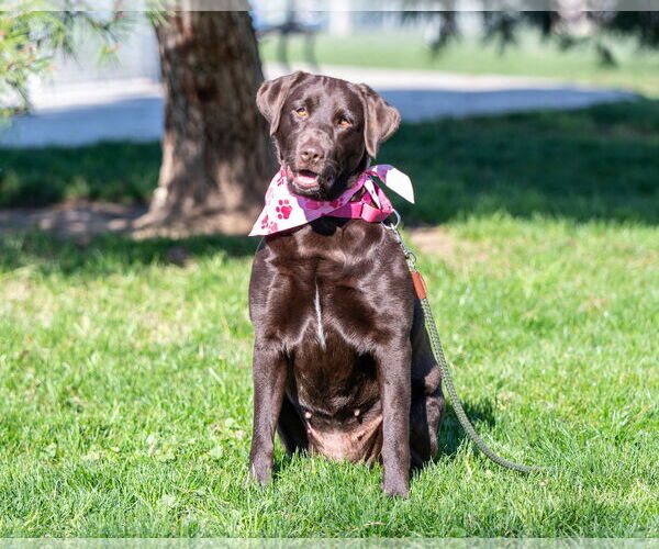 Medium Photo #1 Labrador Retriever Puppy For Sale in Clovis, CA, USA