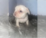 Puppy 3 French Bulldog