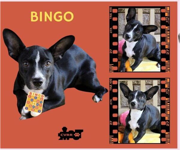Medium Photo #1 Border Collie-Boston Terrier Mix Puppy For Sale in Lindsay, CA, USA