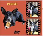 Small Border Collie-Boston Terrier Mix