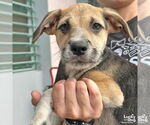 Small #4 Mutt