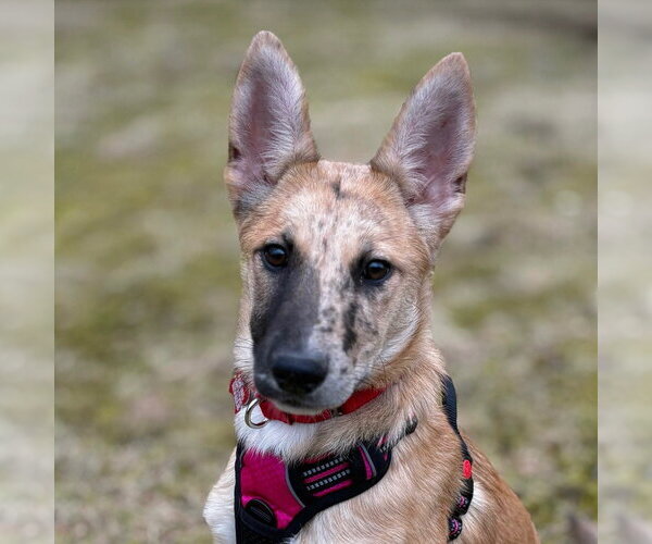 Medium Photo #9 Australian Shepherd-Unknown Mix Puppy For Sale in Canton, CT, USA