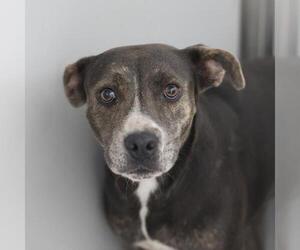 Labrador Retriever-Unknown Mix Dogs for adoption in San Antonio, TX, USA