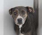 Small Labrador Retriever Mix