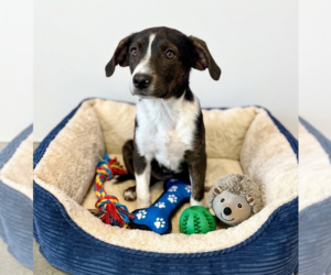 Labbe Dogs for adoption in Genesee, WI, USA