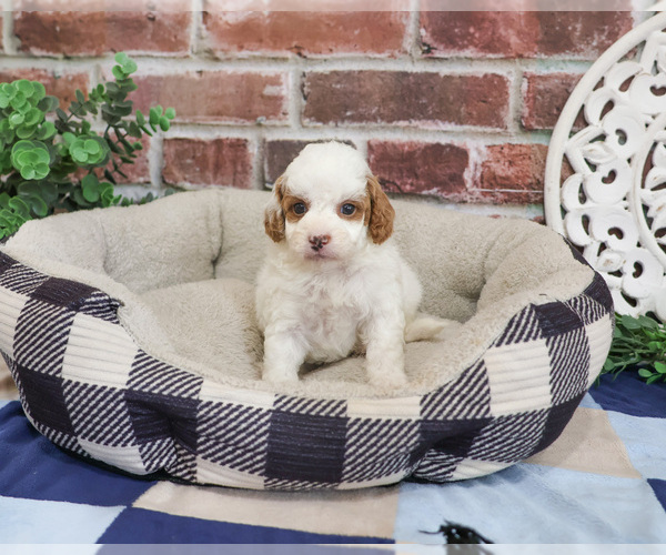 Medium Photo #5 Cavapoo (Miniature) Puppy For Sale in SYRACUSE, IN, USA