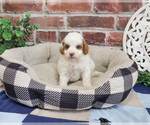 Small #4 Cavapoo (Miniature)