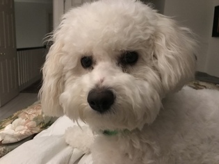 Bichon Frise Puppy for sale in SOUTH CHATHAM, MA, USA