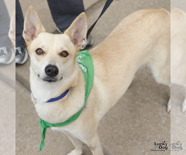 Medium Photo #4 Labrador Retriever-Unknown Mix Puppy For Sale in Washington, DC, USA