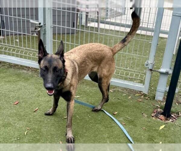 Medium Photo #1 Mutt Puppy For Sale in Martinez, CA, USA