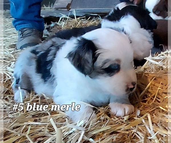 Medium Photo #1 Australian Shepherd Puppy For Sale in TEMPLETON, CA, USA