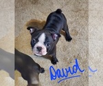 Small Photo #4 Faux Frenchbo Bulldog Puppy For Sale in NEW CANEY, TX, USA
