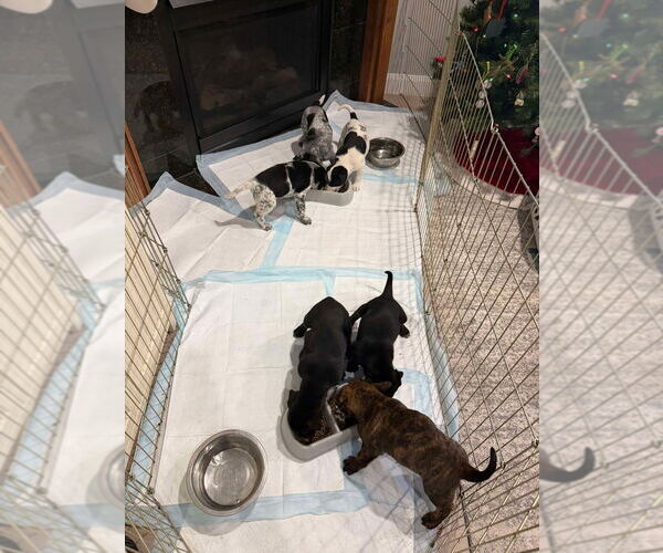 Medium Photo #4 Boxer-Unknown Mix Puppy For Sale in Salt Lake City, UT, USA