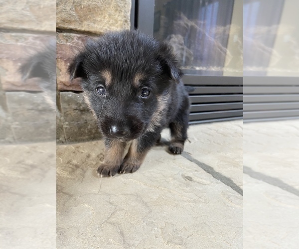 View Ad German Shepherd Dog Litter Of Puppies For Sale Near North Carolina Mooresville Usa Adn 205382