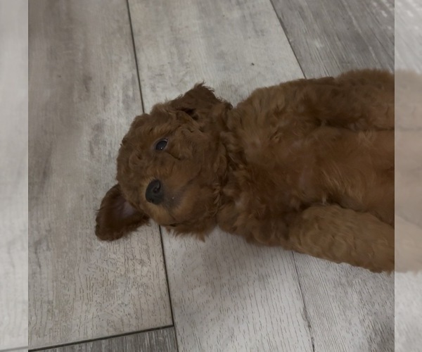 Medium Photo #1 Golden Retriever-Poodle (Toy) Mix Puppy For Sale in GIBSONTON, FL, USA