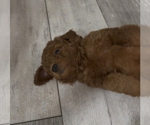 Medium Golden Retriever-Poodle (Toy) Mix
