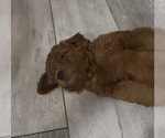 Puppy 8 Golden Retriever-Poodle (Toy) Mix