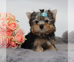 Small #3 Yorkshire Terrier