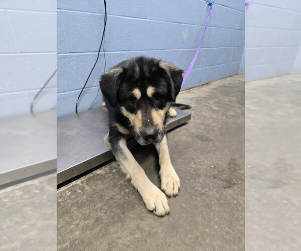 Medium Photo #3 Siberian Husky-Unknown Mix Puppy For Sale in Evansville, IN, USA