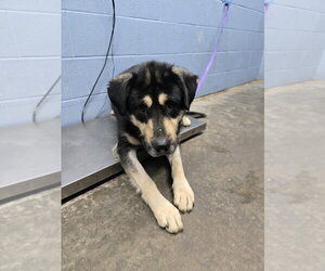RahRah - Male Siberian Husky-Unknown Mix Dog for Adoption - Photo #3