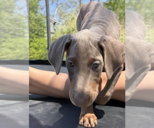 Doberman Pinscher Puppy for Sale in PITTSBURGH, Pennsylvania USA