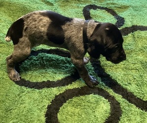 German Shorthaired Pointer Puppy for sale in GIVEN, WV, USA