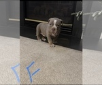 Small Photo #10 American Bully Puppy For Sale in WINDSOR, PA, USA