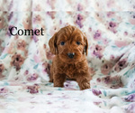 Small Photo #2 Poodle (Miniature) Puppy For Sale in FREDERICKSBURG, OH, USA