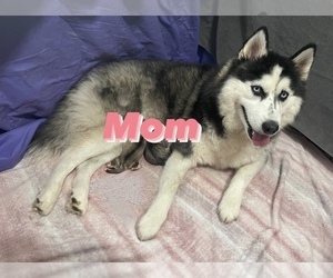 Mother of the Alaskan Malamute puppies born on 11/21/2022