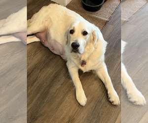Mother of the English Cream Golden Retriever puppies born on 06/12/2025