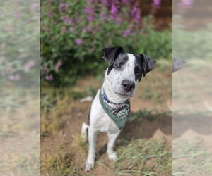 Mutt Dogs for adoption in Aurora, CO, USA