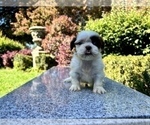 Small Photo #19 Shih Tzu Puppy For Sale in HAYWARD, CA, USA